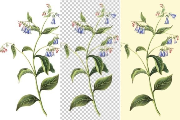 Download Pulmonaria Spring Flower Illustration - Spring flower illustration Collection